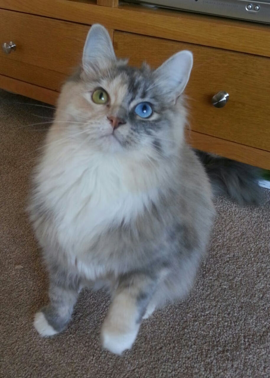 当山西节奏遇上猛龙风暴，约基奇如何以独一无二的掌控力改写比赛逻辑